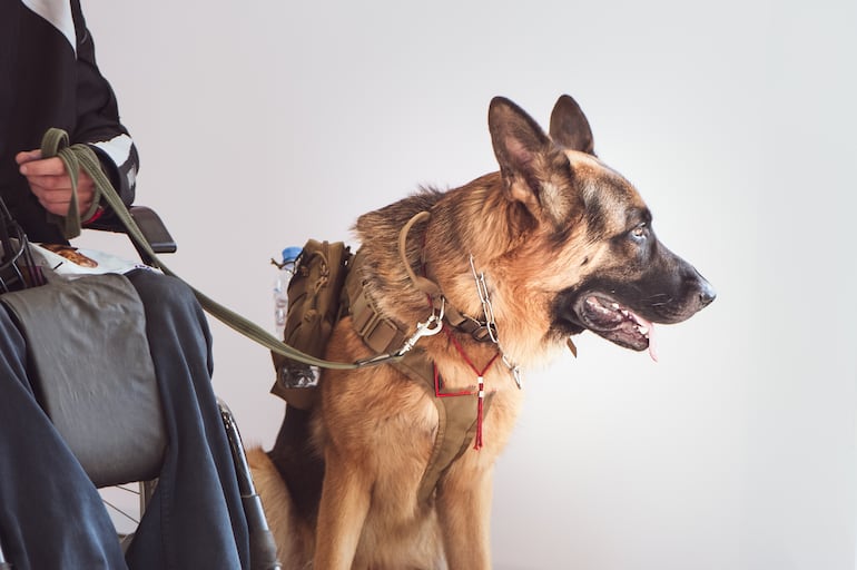 Perro pastor alemán.