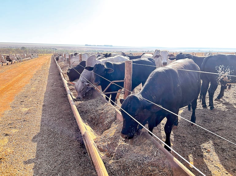 Eficiencia antes que volumen: la hoja de ruta ganadera