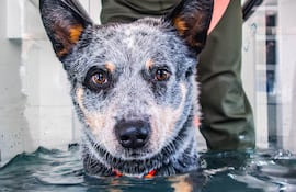 Hidroterapia para perros.