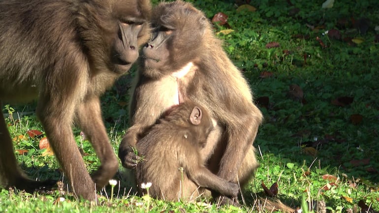 Mono gelada( theropithecus Gelada) con cría.