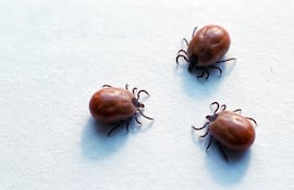 Garrapatas.