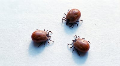 Garrapatas.