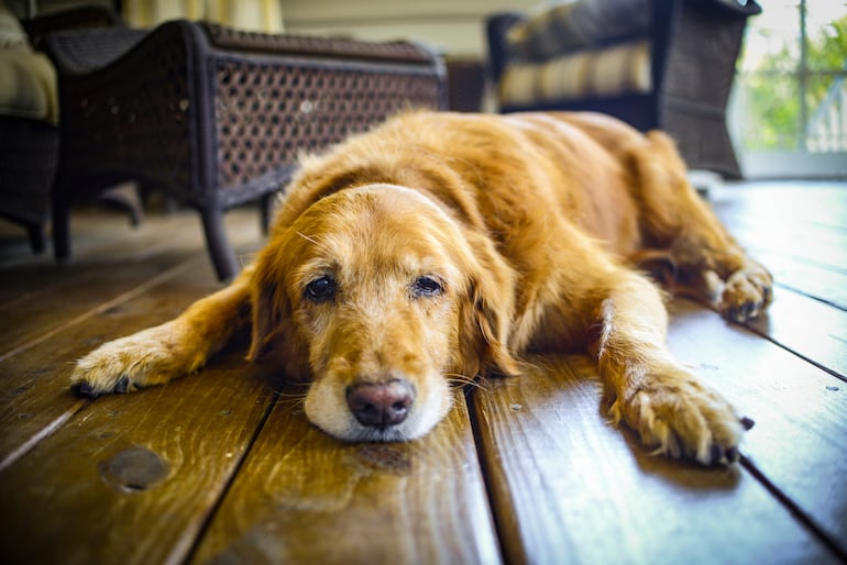 Perro golden retriever anciano está acostado.