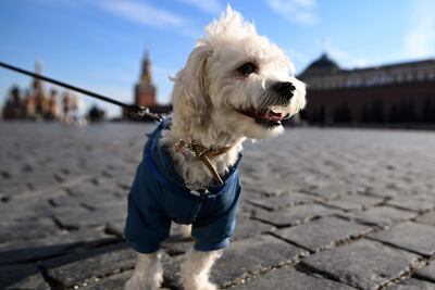 ¿Vestimos a nuestros peludos en invierno? Esta y otras interrogantes son respondidas por un veterinario y orientan hacia los cuidados pertinentes para mantenerlos sanos en días fríos y lluviosos.
