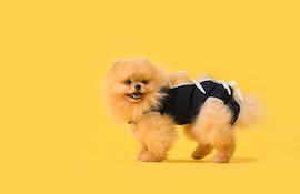 Perro de la raza Pomeranian después de la esterilización.