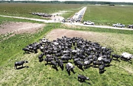 Santa Florencia: Cuna del búfalo en Paraguay