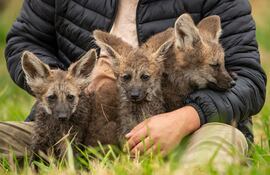 En el Refugio Faunístico Atinguy, de la Entidad Binacional Yacyretá, se celebra el nacimiento de tres nuevos ejemplares de Aguara Guasu (Chrysocyon brachyurus), una especie en peligro de extinción en nuestro país.