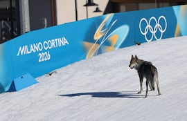Un perro deambula por la pista de esquí durante la prueba de clasificación del sprint libre por equipos femenino de los Juegos Olímpicos de Invierno Milano Cortina 2026 en el estadio de esquí de fondo de Tesero, en Lago di Tesero.