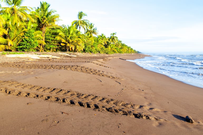 Huellas de tortuga en Tortuguero, Costa Rica.