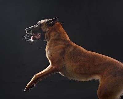 Pastor Belga Malinois.
