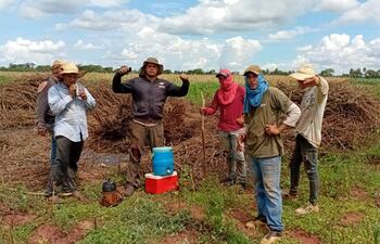 Los sesameros se encuentran en plena tarea de la cosecha del producto en sus respectivas fincas