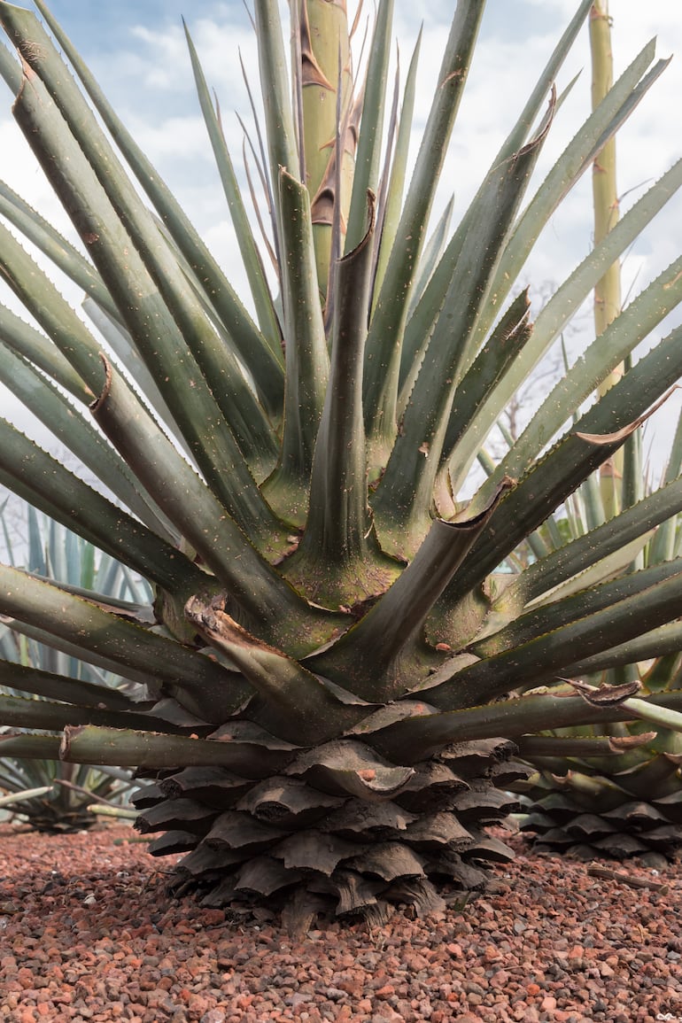 Agave Tequilana Weber Variedad Azul, Mexico.