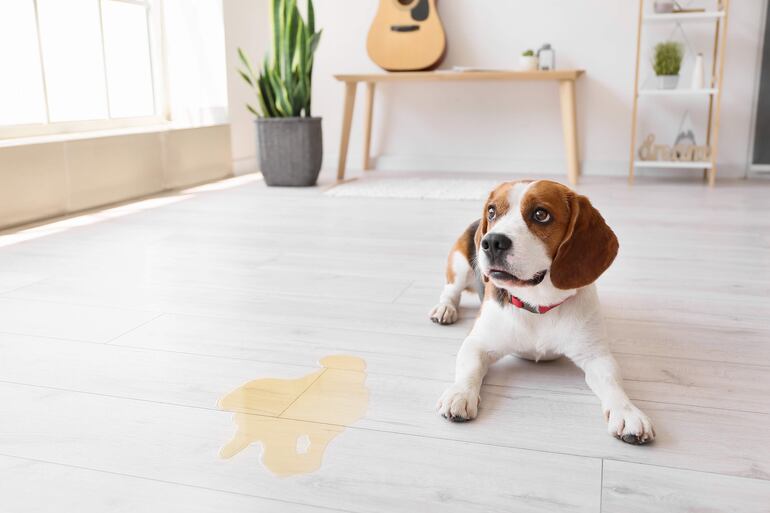 Perro beagle acostado en suelo de madera, mirando preocupado, con charco de orina a su lado y elementos decorativos en el entorno.