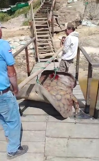 Aficionados a la pesca lograron capturar una raya de 90 kilos en el río Paraguay,zona de Mburica distrito de Tacuaras,departamento de Ñeembucú.
