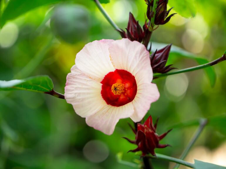 La flor de Jamaica —conocida también como hibisco, rosella o Hibiscus sabdariffa.