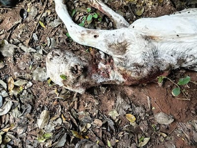 Pequeños ganaderos observan con preocupación a su ganado afectado por felinos.