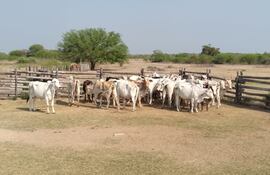 Parte de las 45 vacas preñadas, denunciadas como robadas, y recuperadas por agentes policiales, en la zona de Bahía Negra, Alto Paraguay.