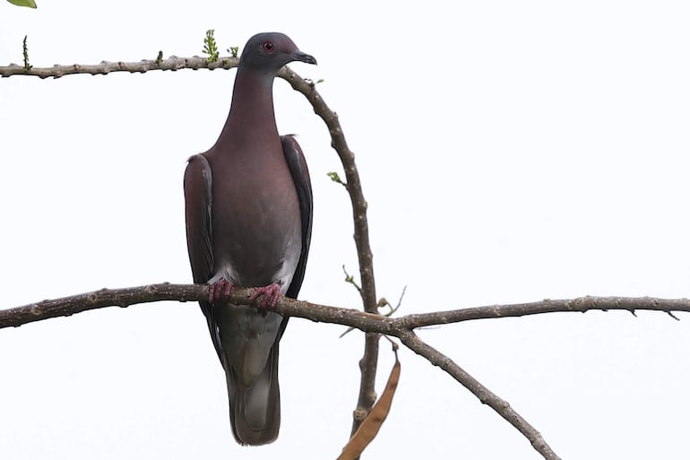 Fotografía que muestra un ave de la especie Patagioenas cayennensis este viernes, en la Chorrera (Panamá).