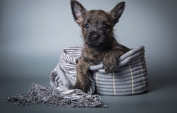 Perro enfermo, imagen ilustrativa.