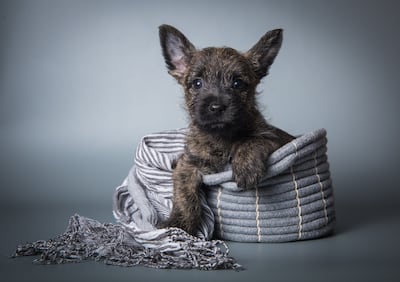 Perro enfermo, imagen ilustrativa.