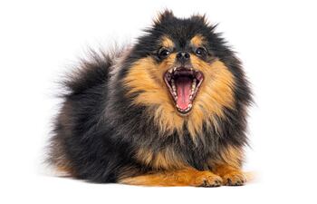 Perro pomeranian ladrando.