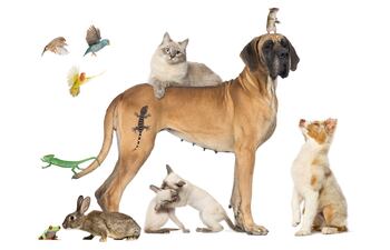 Perros, gatos, conejos, aves y reptiles.