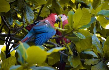 Hermosas aves disfrutan de su hábitat natural, en el departamento de Concepción.
