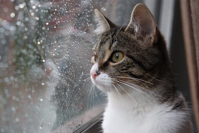 Los gatos tienden a ser menos activos durante los días lluviosos y pueden buscar refugio en lugares tranquilos de la casa.