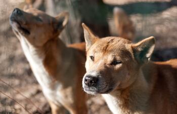 Perro cantor de Nueva Guinea