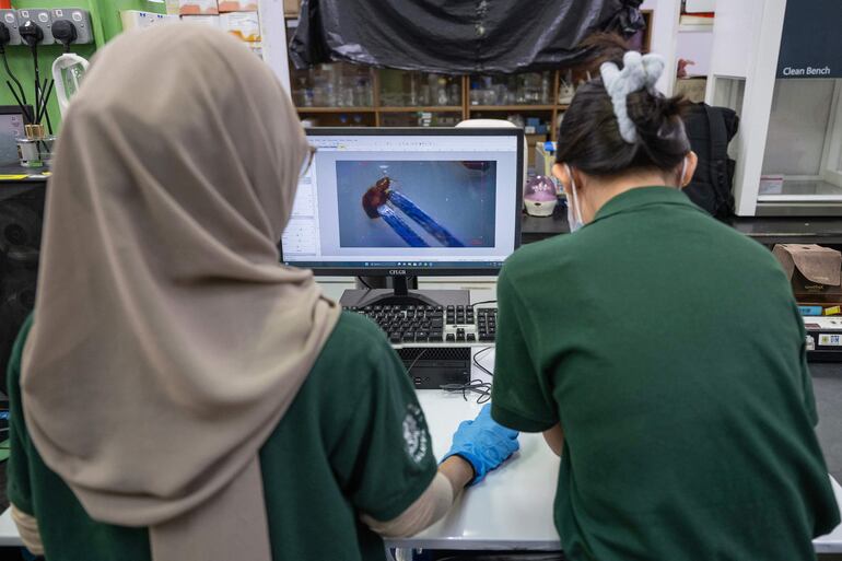 Investigadores identificando el género de chinches de cama en un laboratorio de la Universidad de Ciencias de Malasia (USM) en George Town, en la isla de Penang.