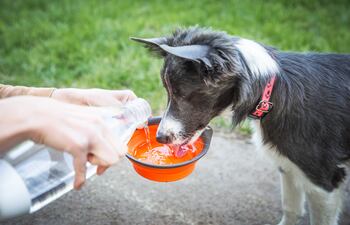 Perro bebe agua.