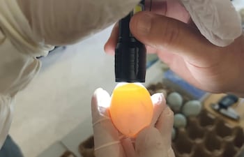 Un funcionario del Mades controla uno de los huevos que fue incautado en el Aeropuerto Silvio Pettirossi.