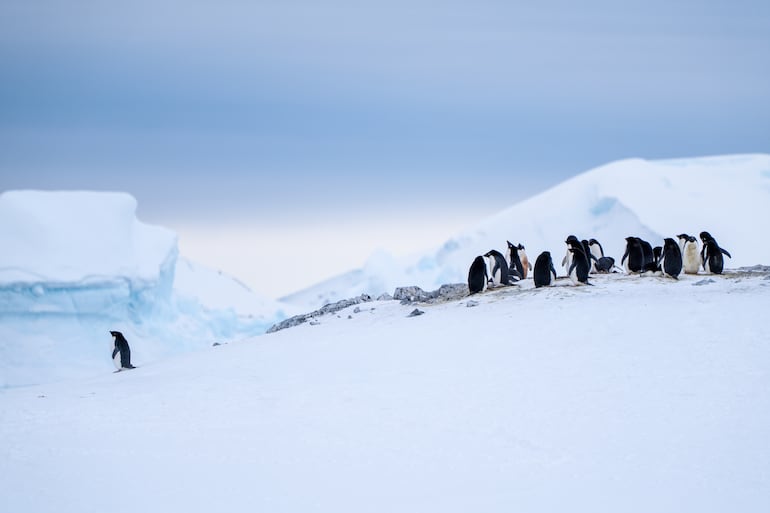 Pingüinos.