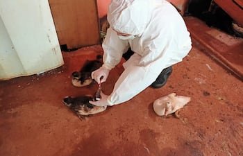 En marco de las acciones preventivas ante la aparición de brotes de Influenza Aviar en Bolivia, Argentina y Uruguay, el SENACSA ha reforzado los controles sanitarios y brindando recomendaciones respecto a bioseguridad en establecimientos avícolas industriales, así como en producciones de traspatio.