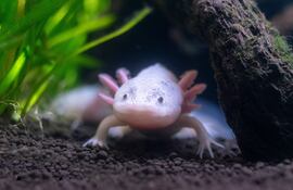 Axolote (Ambystoma mexicanum).