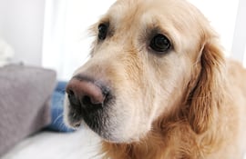 Perro golden retriever.