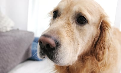 Perro golden retriever.