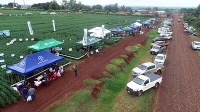 Las empresas obtentoras trabajan en promocionar las biotecnologías para le productor.