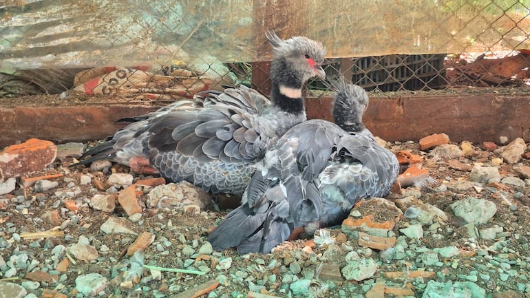 Ejemplares de ave chajá, en la Granja Don Severo de Encarnación.