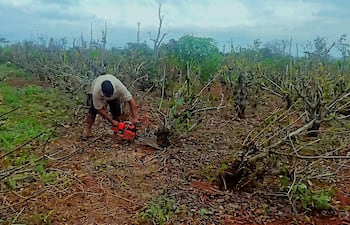 Hombre con camiseta clara y gorra, usando una motosierra roja para podar un campo seco con vegetación baja.