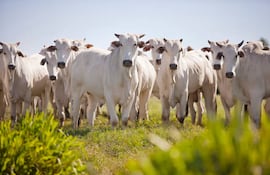 Ganado paraguayo destinado a la producción de carne para exportación