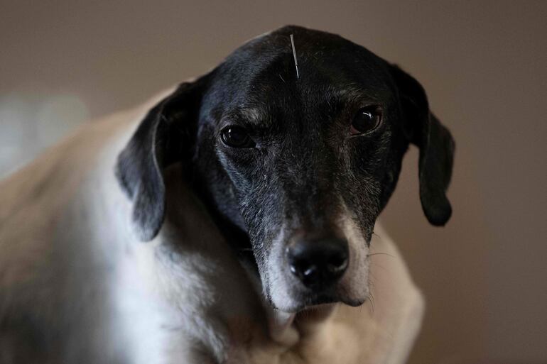 Lino, un perro de 12 años, recibe acupuntura como parte de su tratamiento contra el cáncer. 