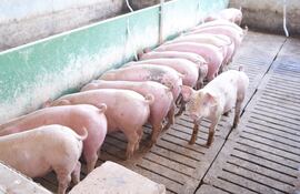 Un cerdo espera su turno para comer. Así aguardaron los productores que lleguen los mejores precios que hoy se están dando gracias a las exportaciones.