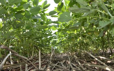 En Paraguay se practica la siembra conservacionista, pero hay zonas donde siguen disqueando y rastroneando suelos.