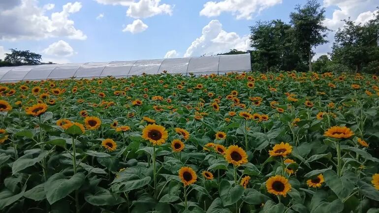 El campo de girasoles de Cabañas encanta a los turistas con su imponente paisaje natural y colores vibrantes, convirtiéndose en uno de los principales atractivos de la zona.