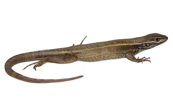 Stenocercus aguilari, nueva especie de lagartija del Perú.