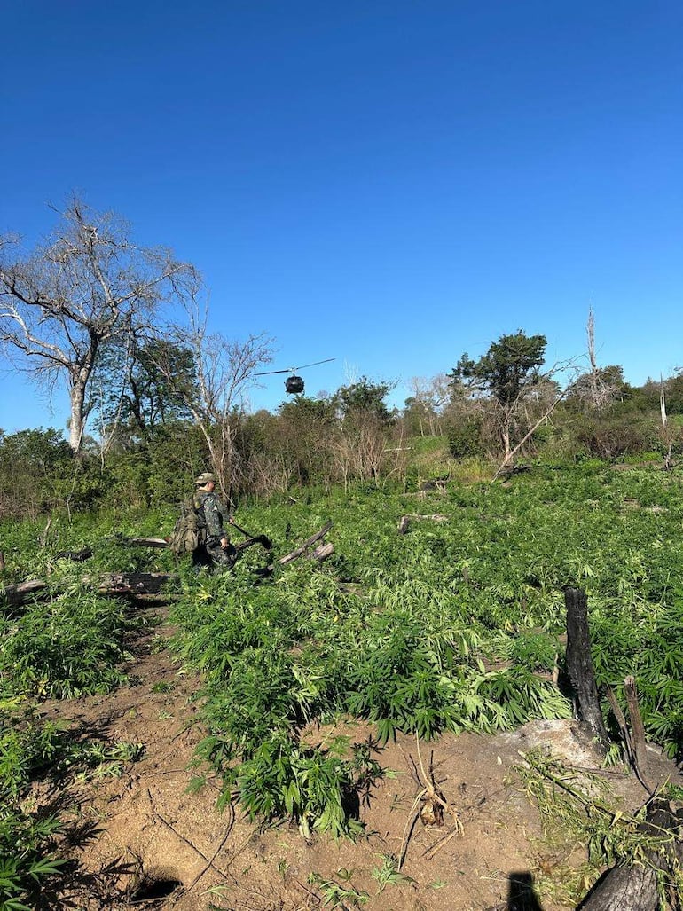 Hombre con uniforme militar y mochila inspecciona vegetación densa de marihuana, mientras un helicóptero vuela sobre el área.