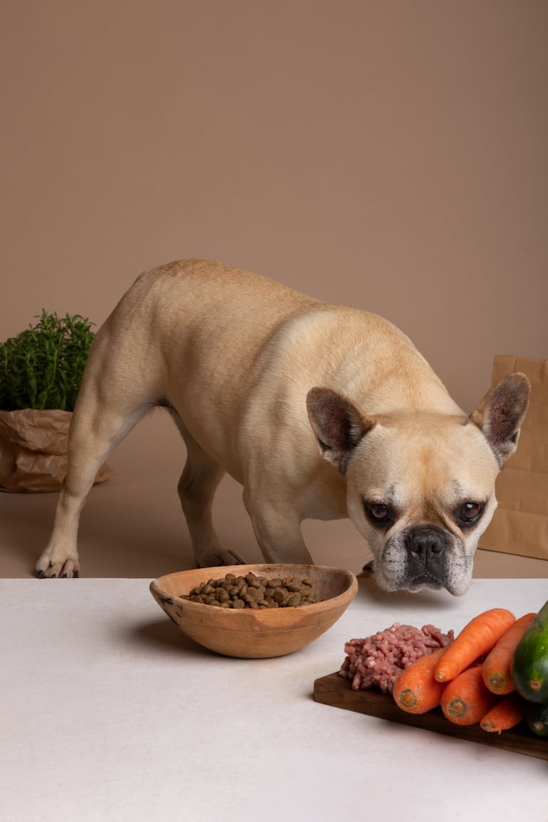 Perro con su plato de comida.