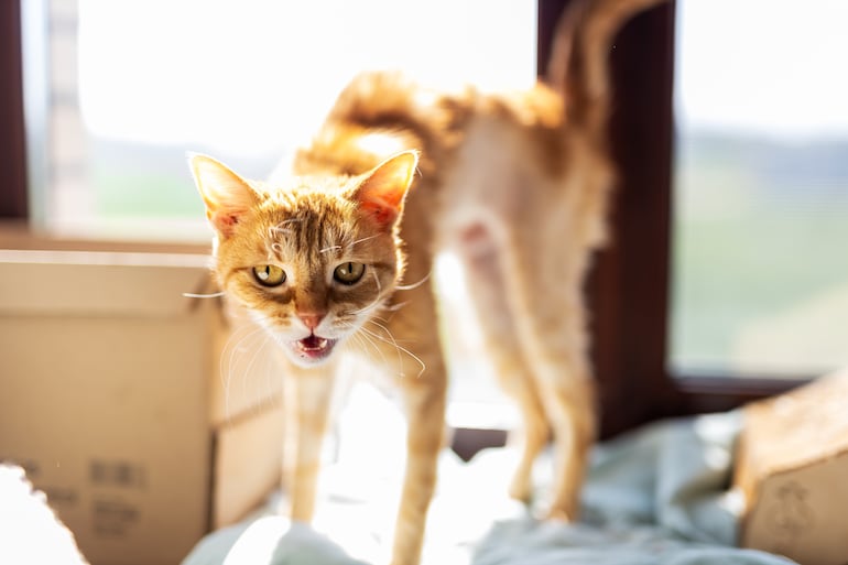 Un gato con el lomo arqueado puede estar asustado, jugando o sentir dolor.