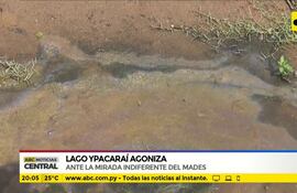 Lago Ypacaraí agoniza ante mirada indiferente del Mades